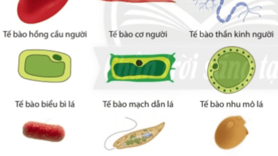 upload/21789/20240119/bai-17-te-bao-56434_ffe82.png